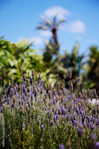 Vertical closeup shot of a lavender (Lavandula) field in Noordhoek, Cape Town, South Africa photo