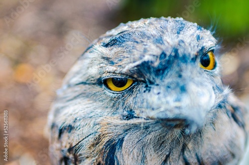 Closeup shot of a frogmouth's head with yellow eyes and a blur natural background photo