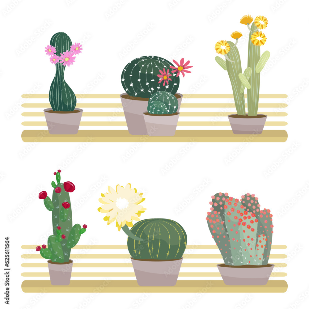 Blooming cacti in pots placed on wooden shelves isolated on white background Vector illustration in flat cartoon style Green houseplants collection