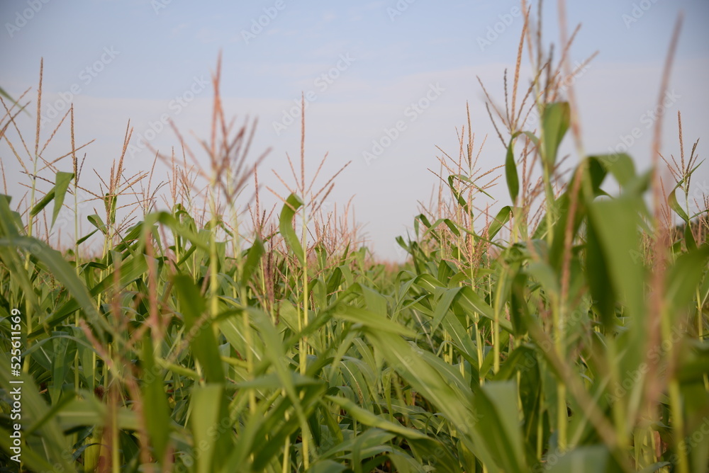 Obraz premium corn field against the blue sky, corn cobs, corn meadow, green leaves, corn stalks