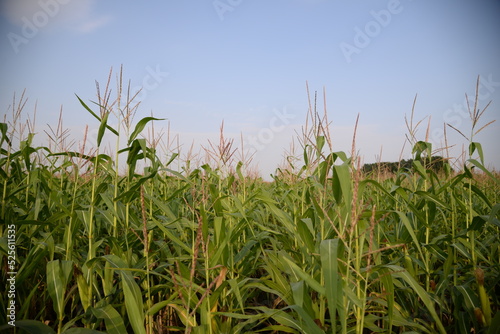 corn field against the blue sky  corn cobs  corn meadow  green leaves  corn stalks