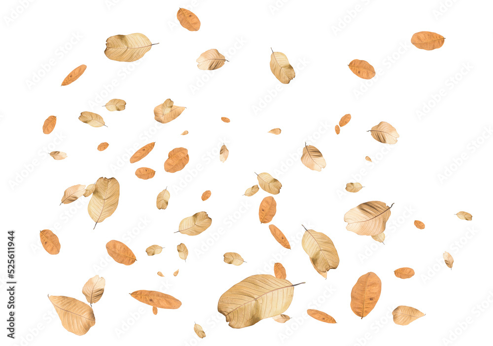 Dry leaf isolated transparency background..