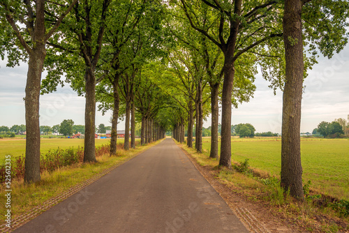 Long row of tall trees on either side of a country road. The photo was taken on a slightly cloudy day in the summer season in the Dutch province of North Brabant.