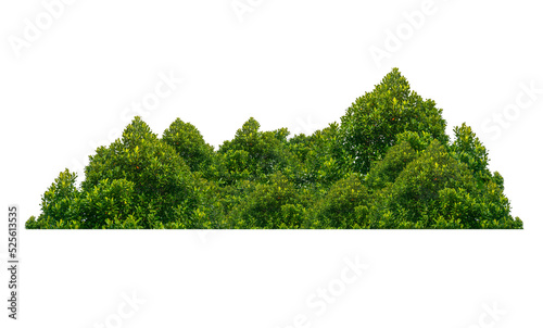 bush isolated transparency background.