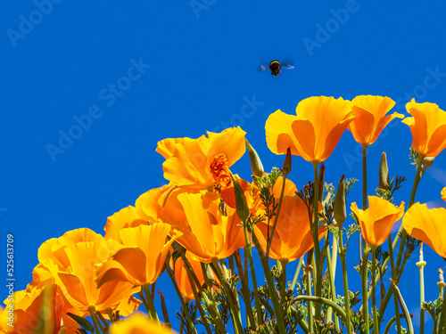 Fototapeta Naklejka Na Ścianę i Meble -  Bee and California Poppies