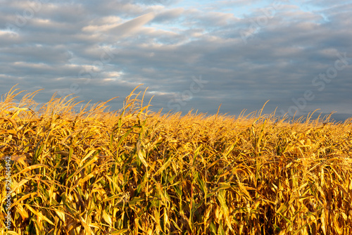 Golden colored corn at the end of the harvest season 