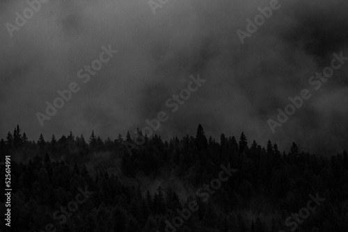 Black wood with fog 