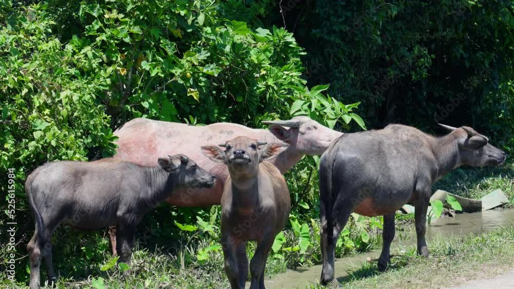 The buffaloes in Southeast Asia are kept for agricultural labor, such as plowing.