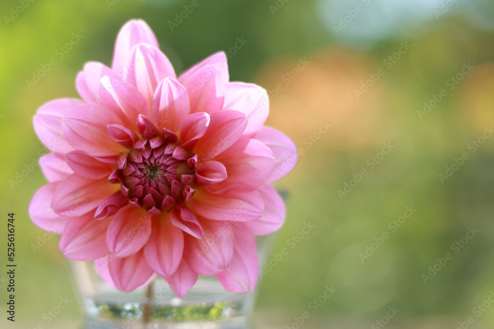 Fototapeta premium Dahlia Flower. Pink Dahlia blooming. Big autumn flowers. Fresh pink dahlia flower head on light green defocused background. Macro photo. Copy spase