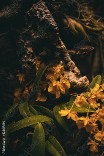 Vertical shot of yellow dendrobium orchids