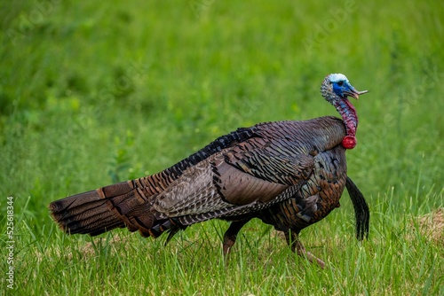 Wild turkey walking on grass - Meleagris gallopavo photo