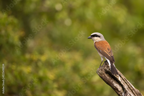 Red-backed shrike, lanius collurio, sitting on a branch in summer nature. Little bird with black strike over eye perching on a twig in forest with green leaves in background.