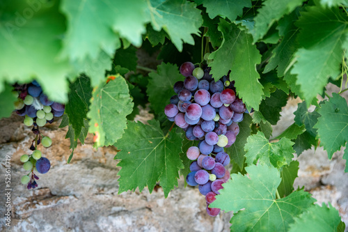 Mixed colored grapes in a vineyard