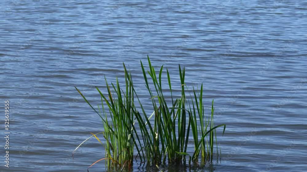 grass in the water grass in the water