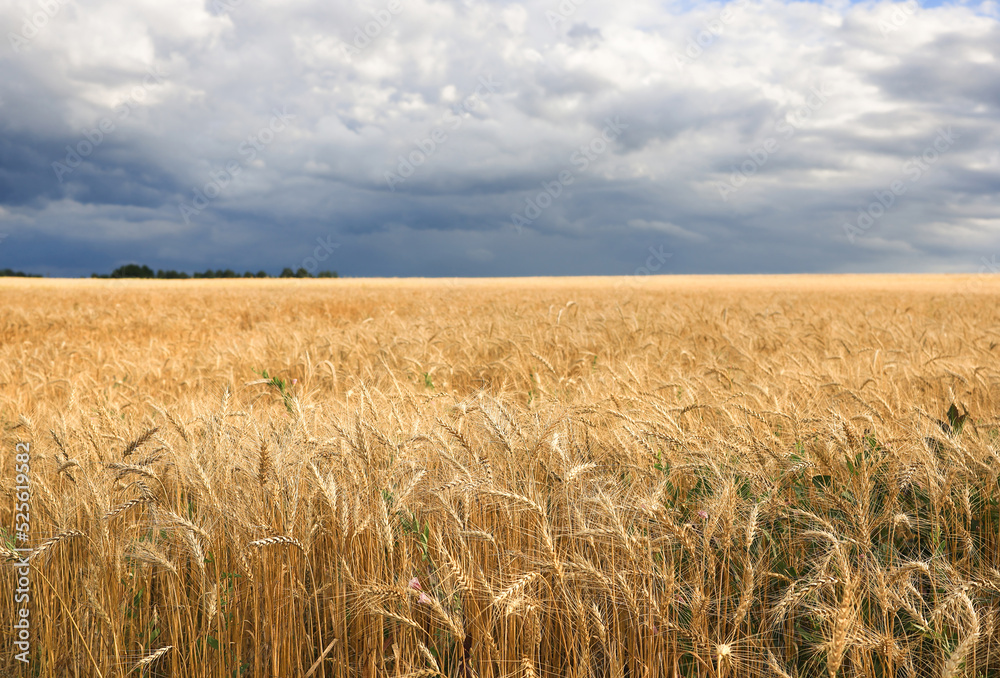A field of golden wheat under a stormy sky and clouds. focus on the foreground. rye is ripe