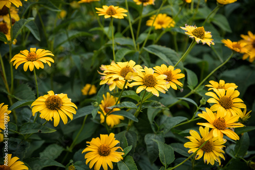 Yellow vivid flowers of heliopsis grow in summer on a stone wall. Heliopsis scabra yellow flower