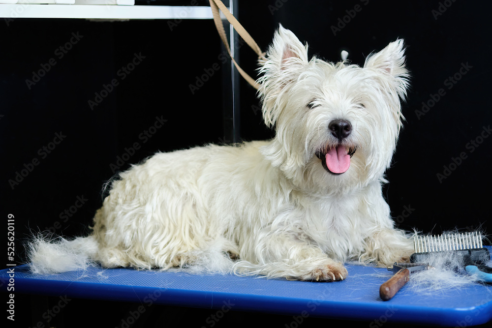 A West Highland White Terrier dog lies on a table during trimming