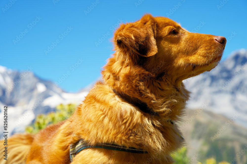 Nova scotia duck tolling retriever in the austrian mountains on an alpine meadow with rocks