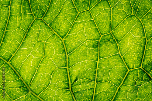 Fotótapéta macro photography of leaf texture