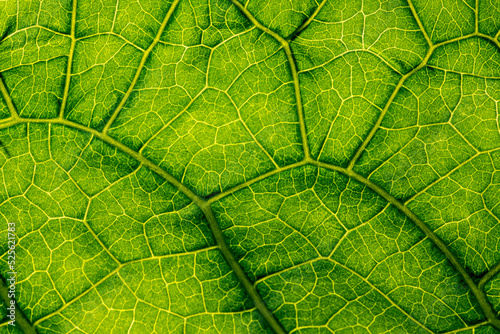 macro photography of leaf texture photo