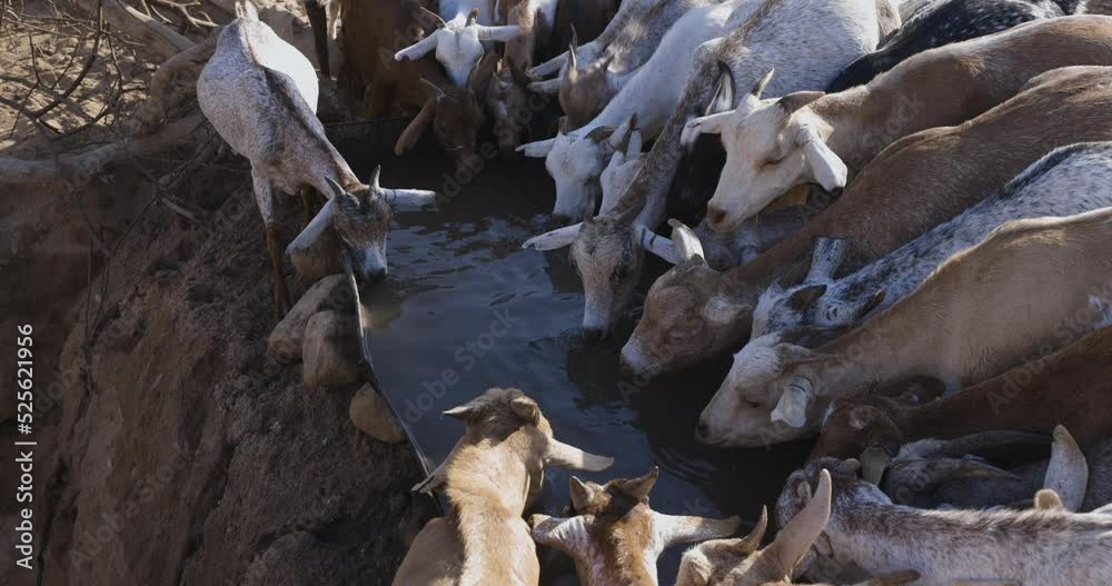 Climate change.drought.water crisis.Close-up. Livestock.Goats drinking water which has been drawn from very deep wells due to persistent drought. Kenya Climate change.drought.water crisis.Close-up. Livestock.Goats drinking water which has been drawn from very deep wells due to persistent drought. Kenya