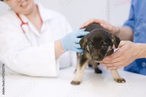 Examining dog. Vet examining cute puppy standing on table 