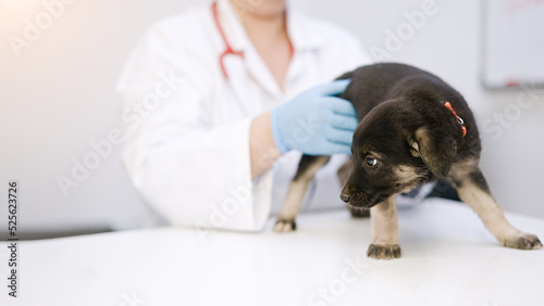 Examining dog. Vet examining cute puppy standing on table  © D'Action Images