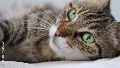 Beautiful green eyed tabby cat 