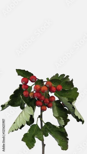 Time lapse of drying Sorbus Aria (whitebeam or common whitebeam) tree leaves and red berries isolated on white background, vertical orientation  photo