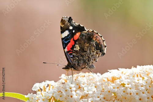 Close-up view of a red admiral butterfly on the white flowers