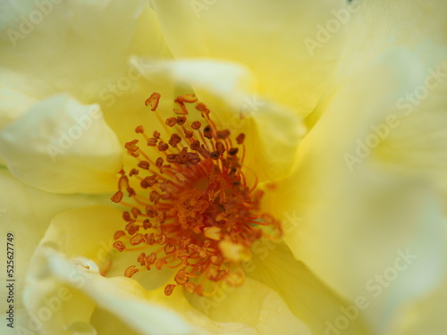 Środek żółtej róży
