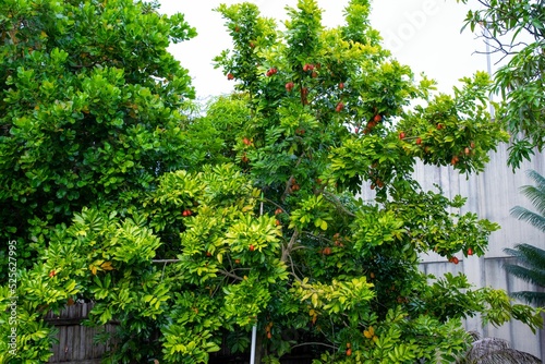 Ackee tree with lots of fruits in the garden photo