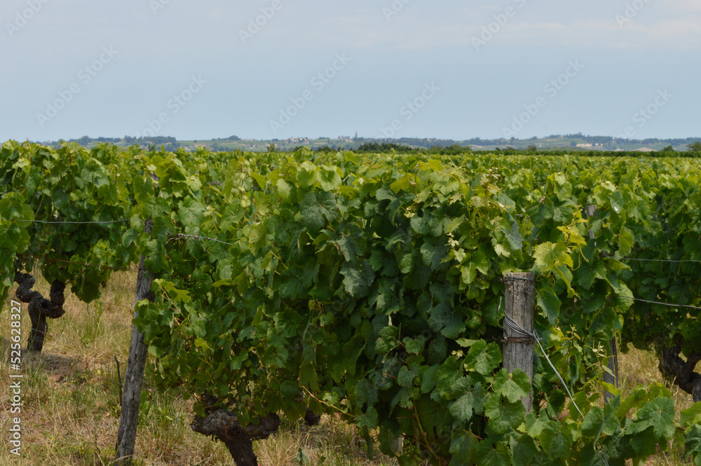 Pieds de vigne dans la campagne bordelaise
