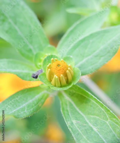 Calendula flower buds that will bloom against the background of a blurry nature