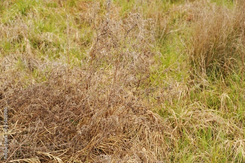 Primo piano di erba secca e erba verde 