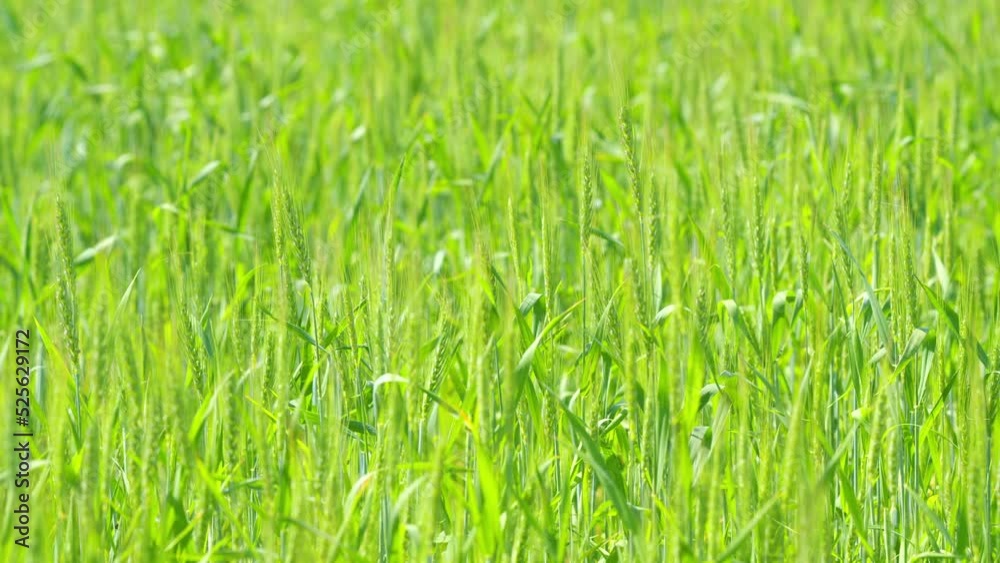 Generic agriculture and cereals concept. Green wheat field at sunny day. Riped wheat grain ear. Slow motion.