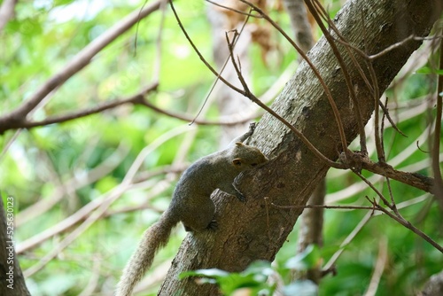 Pallas's squirrel (Callosciurus erythraeus) on the tree in Wah Fu Estate, Hong Kong photo