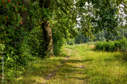 A path at the edge of the forest leading under a rowan and oak tree
