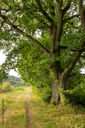Road amidst greenery running past a beautiful oak tree