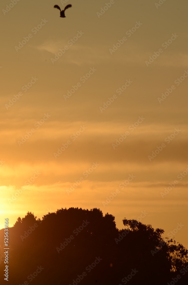 Fototapeta premium sunset trees