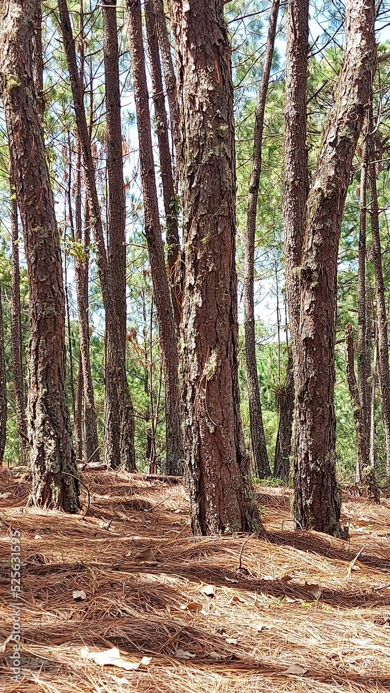 Obraz premium Naturaleza