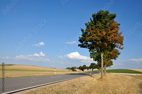 rheinhessische sommerlandschaft