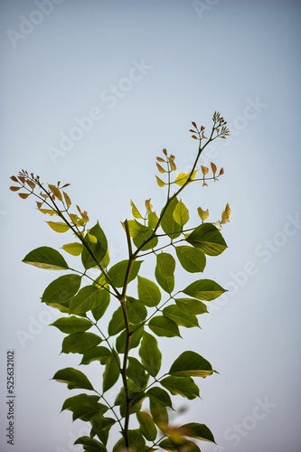 Branch with green leaves under a bight blurrry background photo