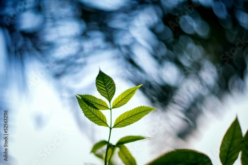 Young branch with green leaves under a bight blurrry background photo