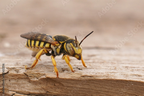 Closeup on the small and colorful Grohmann's, Yellow-Resin Bee, Icteranthidium grohmanni sitting on wood