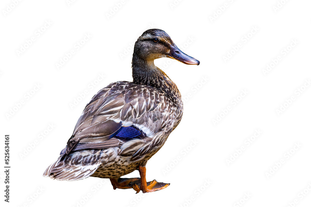 Obraz premium Duck standing