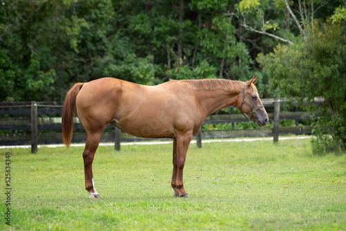 Profile of a quarter horse mare wearing a halter
