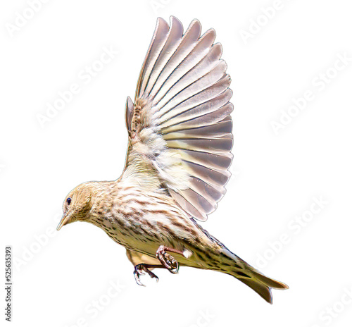 Bird Flying