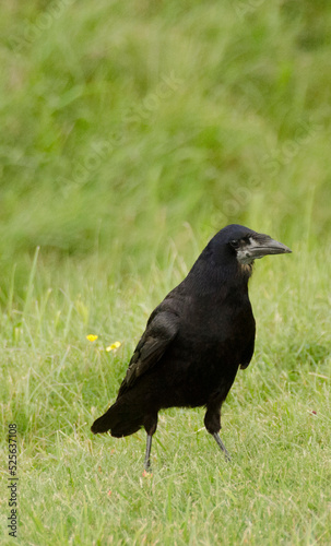 Uccelli Irlandesi