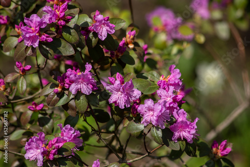 The beginning of flowering of pink rhododendron. Spring flowers. Selective focus, blurred background. High quality photo